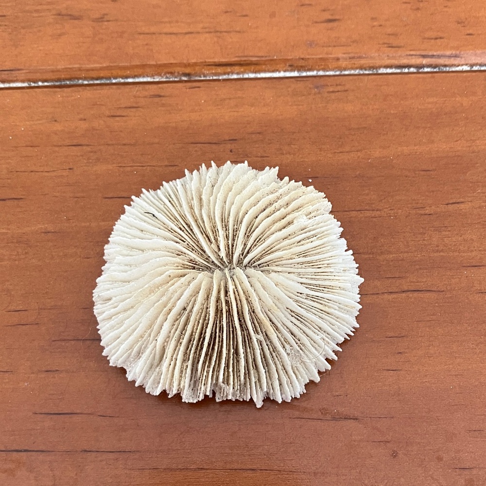 Mushroom White Coral